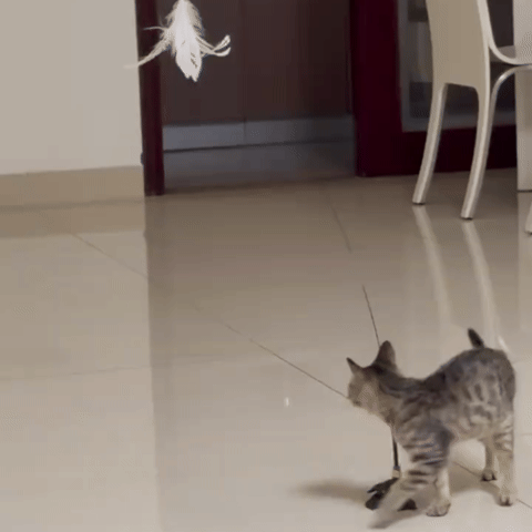Cat Teaser Toy - Interactive Bell & Feather Wand